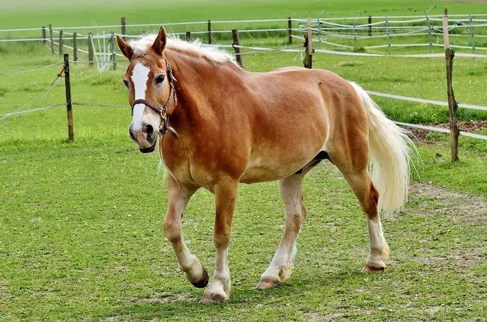 General Appearance of Haflinger