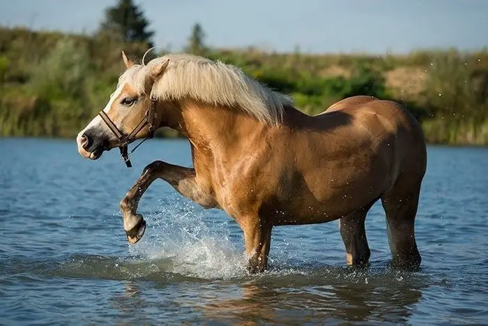 Haflinger Horse Breed