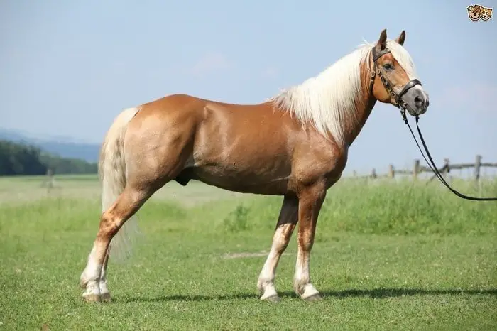 Haflinger Horse