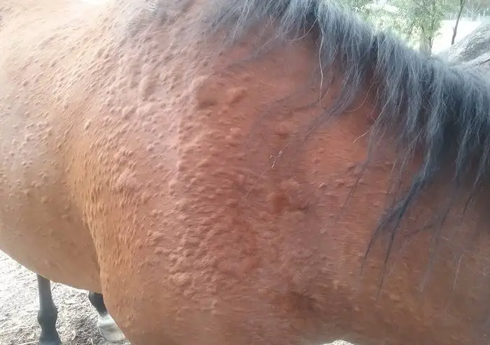 Horse Skin Allergy