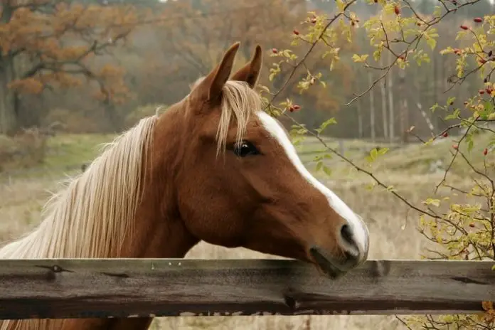 Horse with Lyme Disease