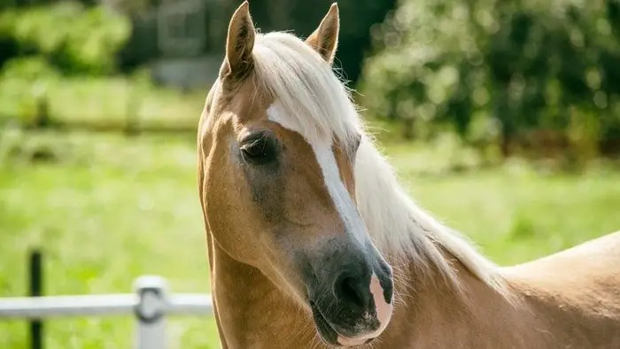 Temperament of Haflinger