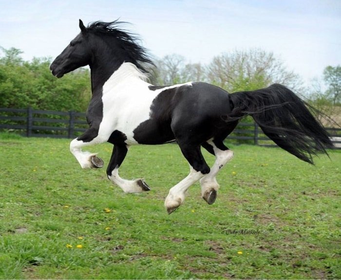 Features of Pinto Horse