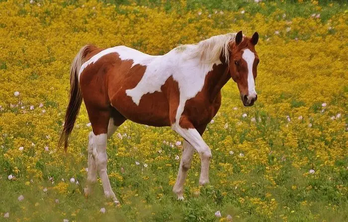 Feeding of Pinto Horse