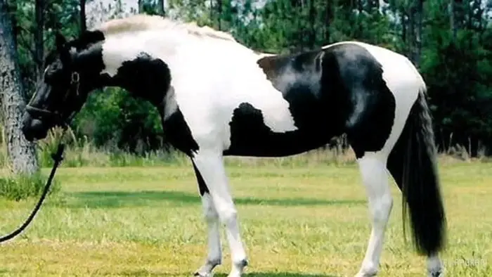 Pinto Horse- Black & White