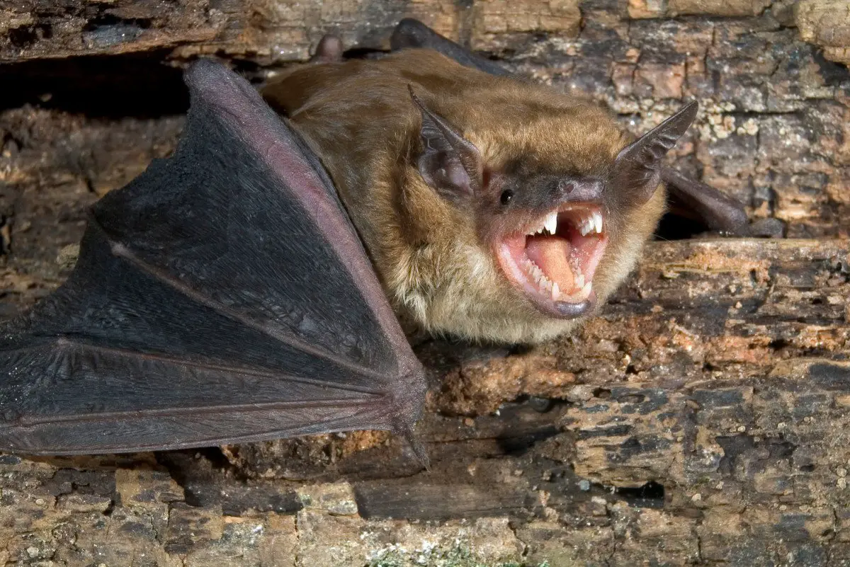 Vampire Bats- Reservoir of Rabies virus