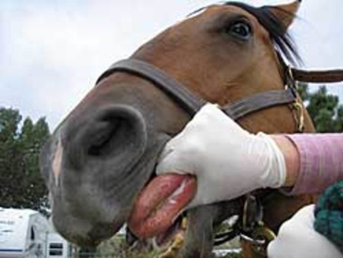 Clinical Signs of Vesicular Stomatitis