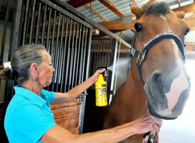 Vesicular Stomatitis in Horse