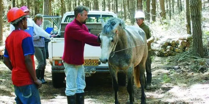 Diagnosis of African Horse Sickness