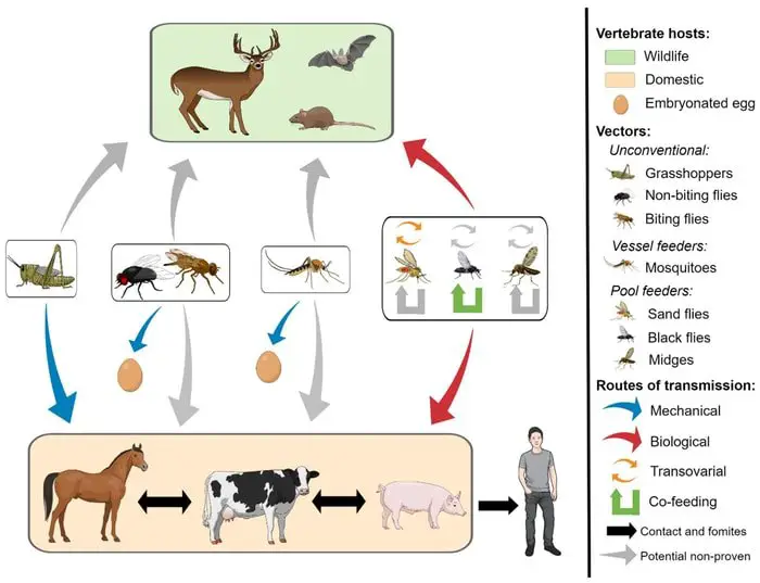 Mode of Transmission of Vesicular Stomatitis