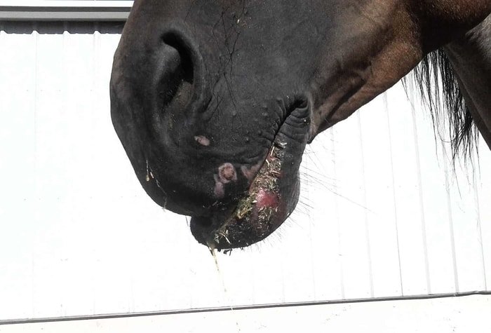 Mouth Lesions in Vesicular Stomatitis
