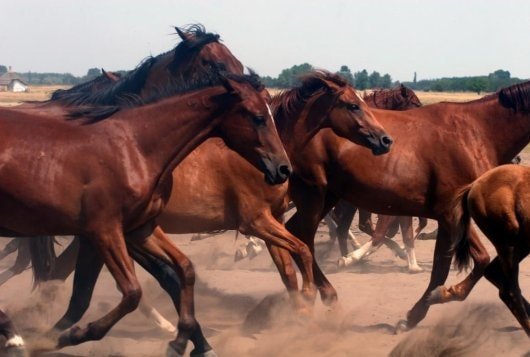 Prevention of African Horse Sickness