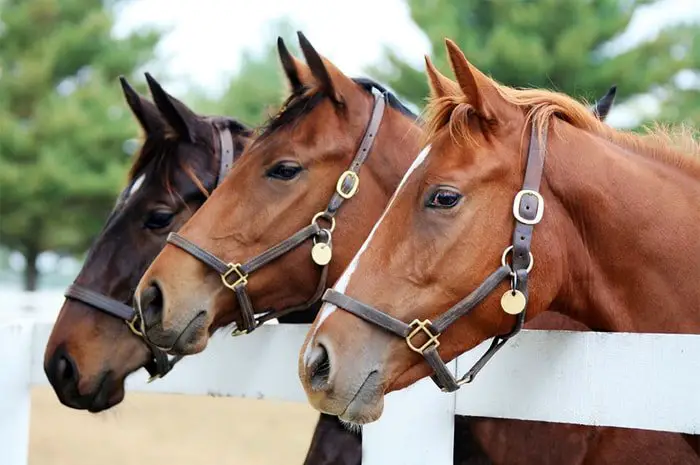 Vaccination of Young Horse