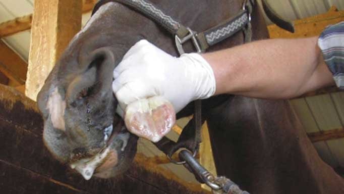 Vesicular Stomatitis in Horse