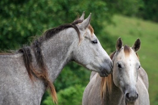 Equine Anthrax