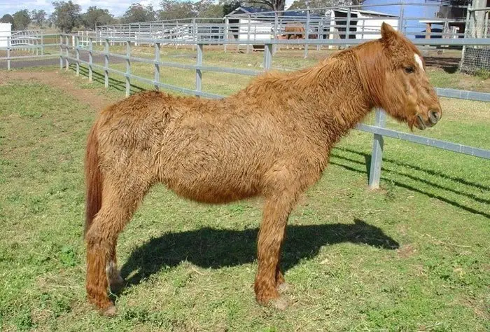 Cushing's Disease in Horse