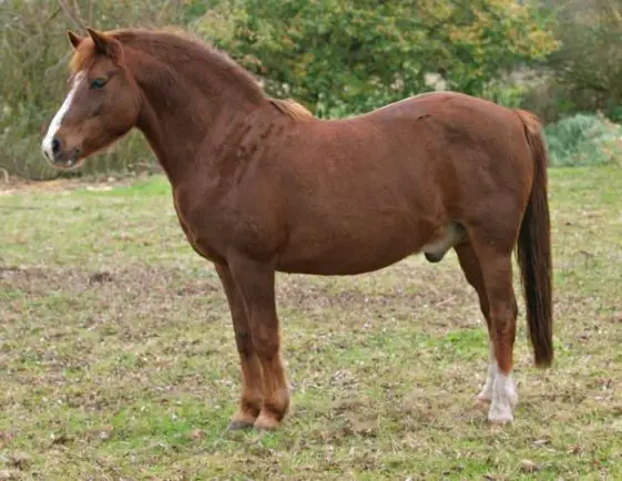 Cushing s Disease In Horses Management Guide For Older Horses