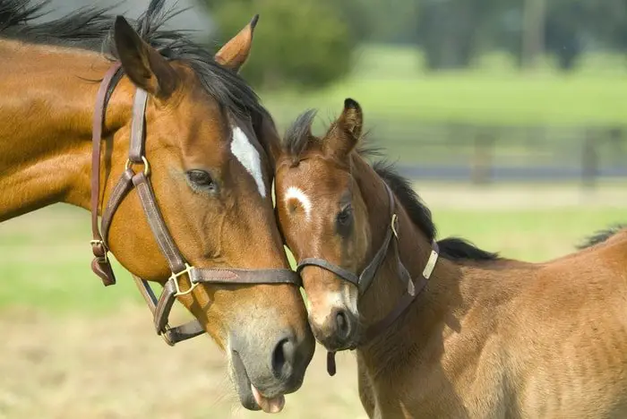 Diarrhea in Horse