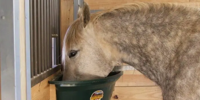 Dietary Supplement in Foal