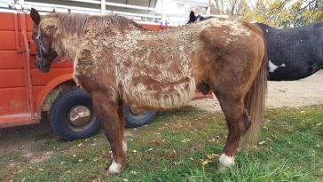 Equine Cushing's Disease