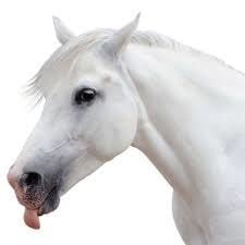 Lungworm in Horses: Top 8 Information of the Disease for Horse Lover