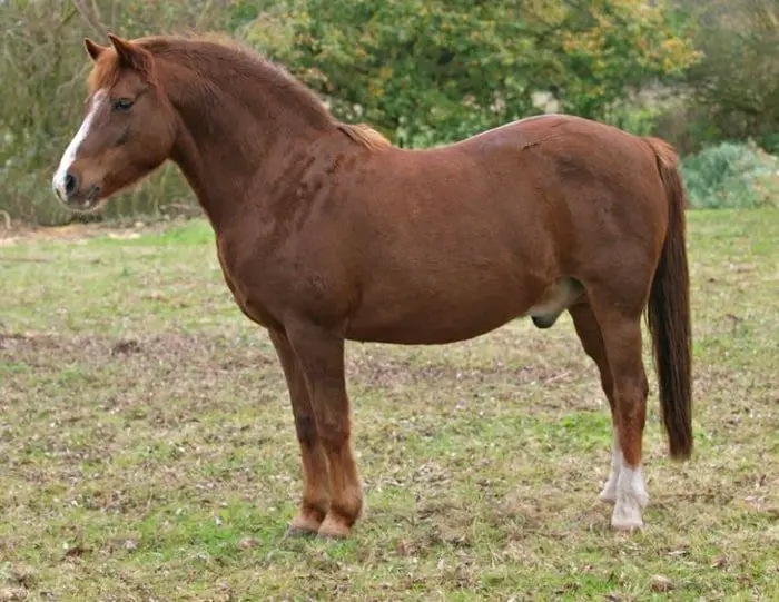 Equine Metabolic Syndrome