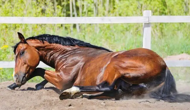 Equine Rhabdomyolysis