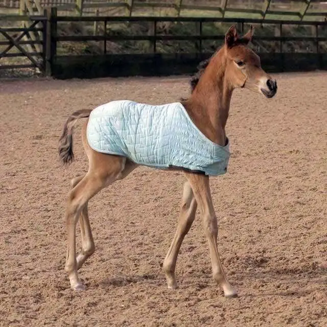 Exercise of Foal