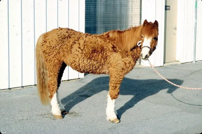 Extra Long Hair of Horse