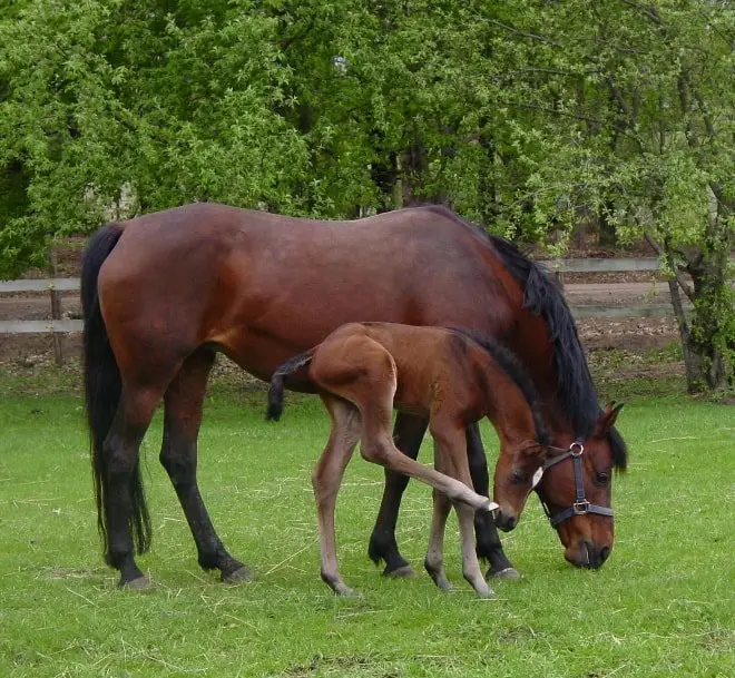 Foal Management