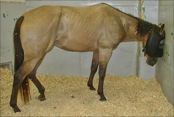 Hepatic Encephalopathy in Horse