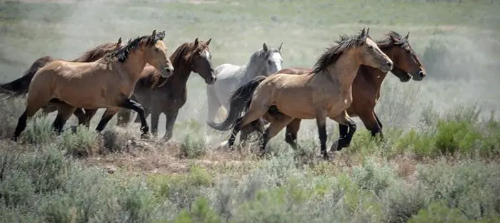 Horse in Pasture