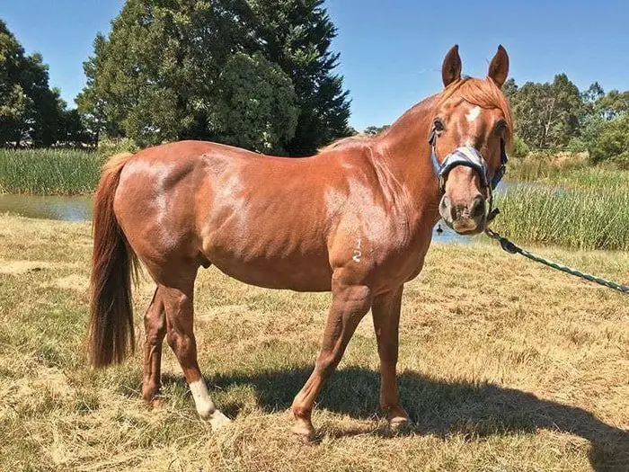 Laminitis in Cushing's Disease