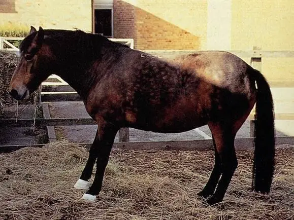 Laminitis in Horse