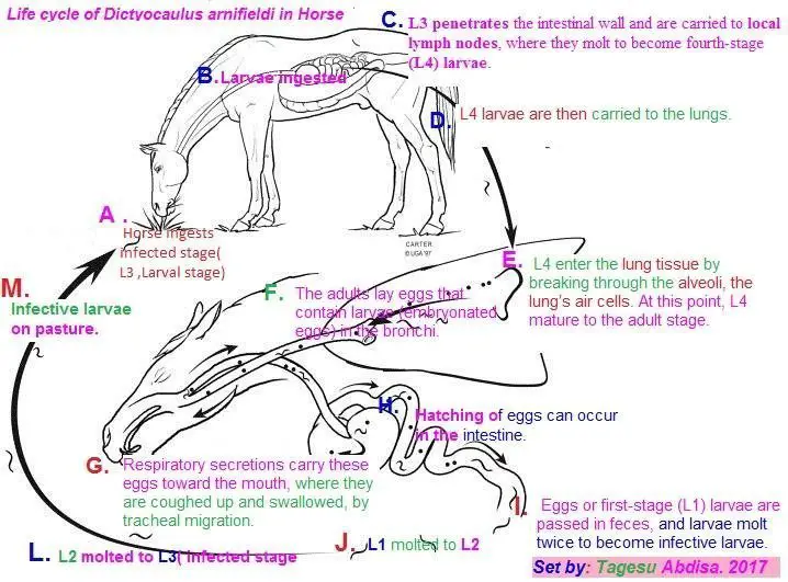 Life cycle of Lungworm