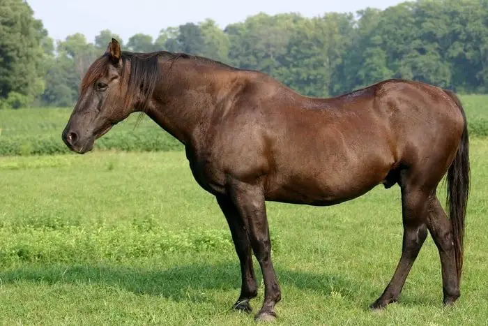 Metabolic Syndrome in Horses