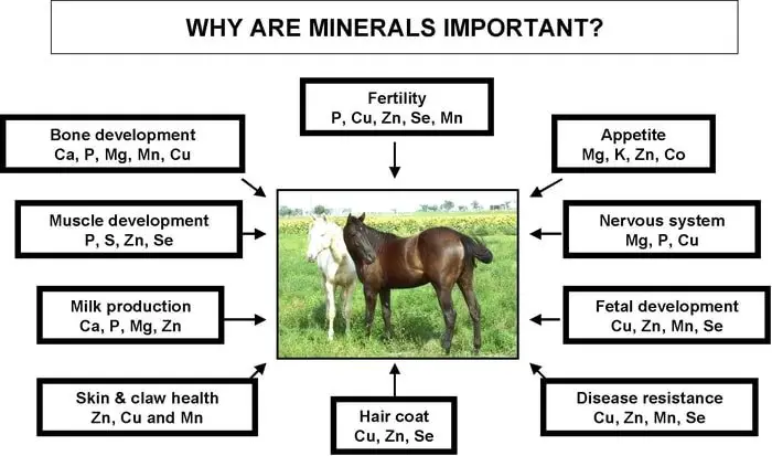 Mineral Imbalance in Horse