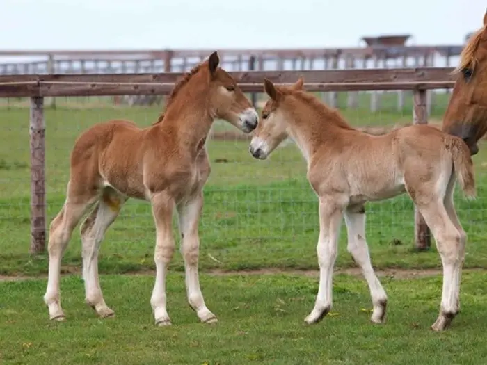 Nutritional management in Foal