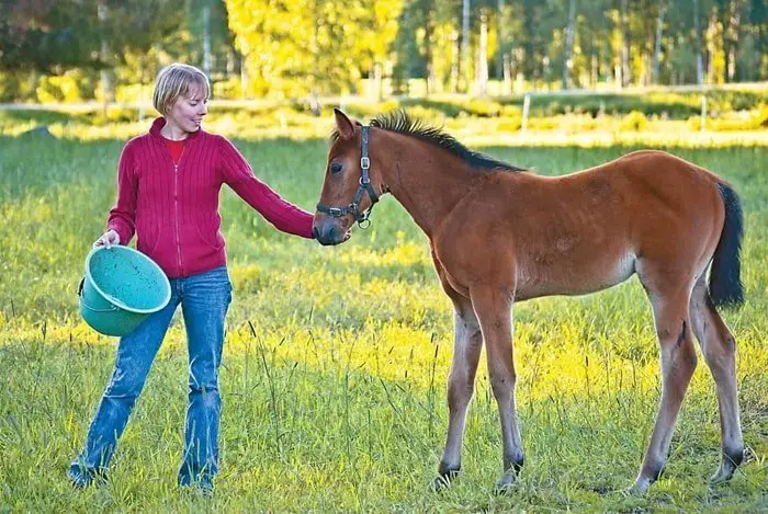 Overfeeding of Foal