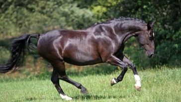 Arthritis in Horses