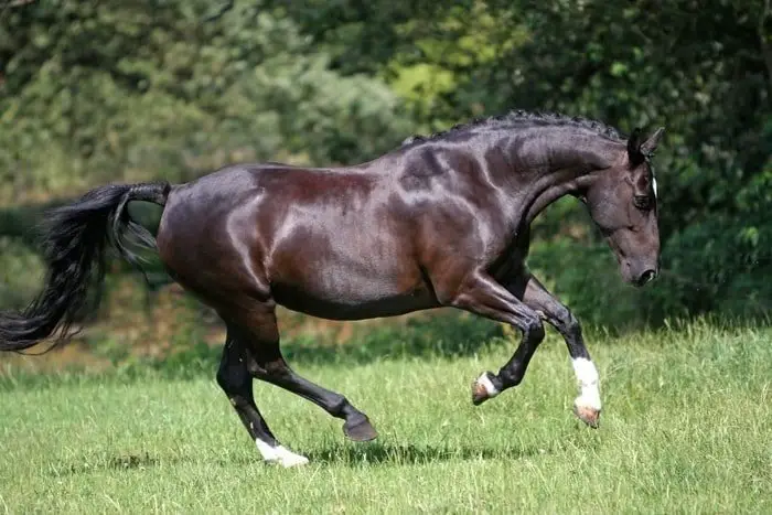 Arthritis in Horses
