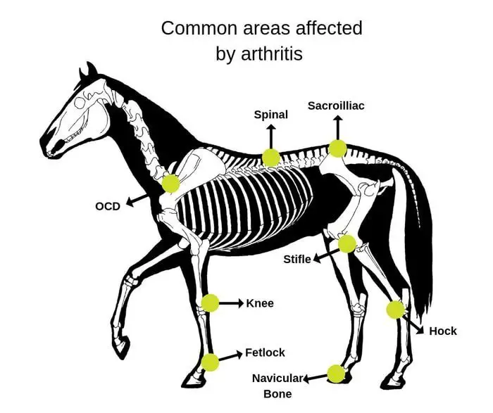 Arthritis sites in Horses