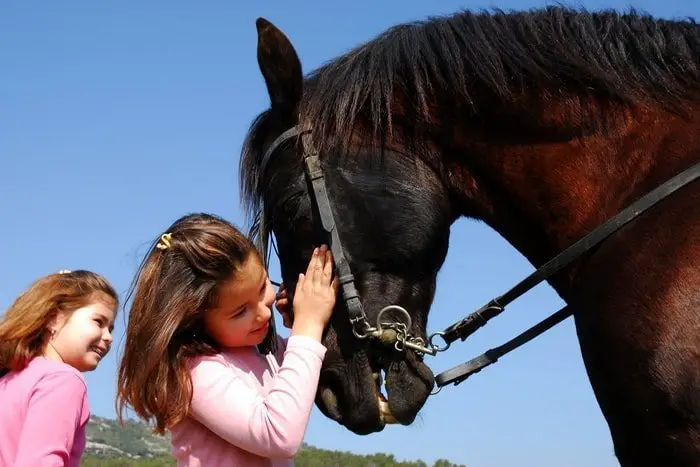 Azoturia in Horses