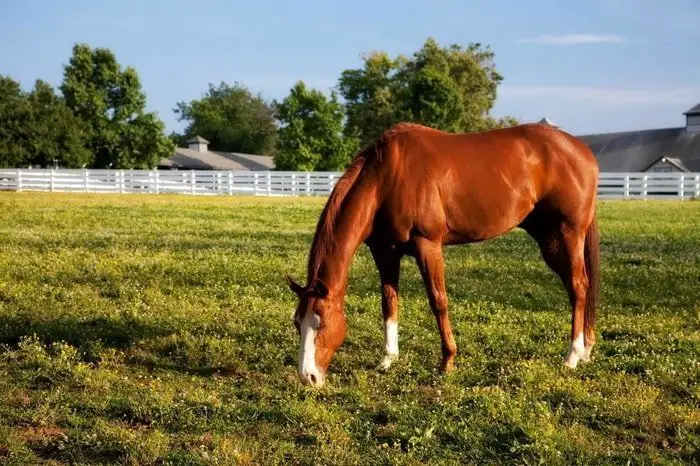 Horse in Pasture