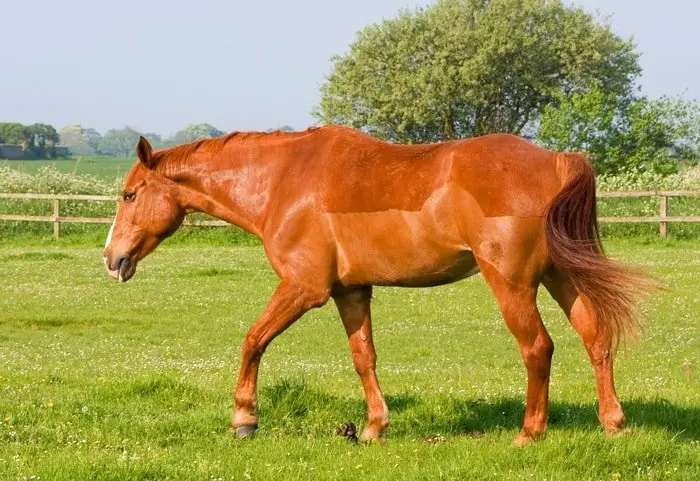 Equine Arthritis