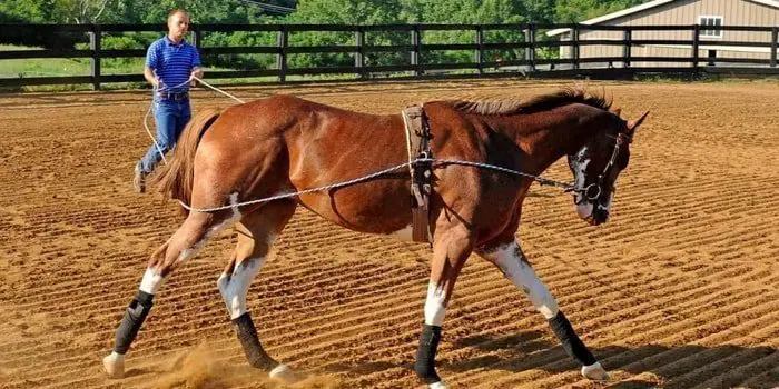 Treatment and management Horse with Arthritis