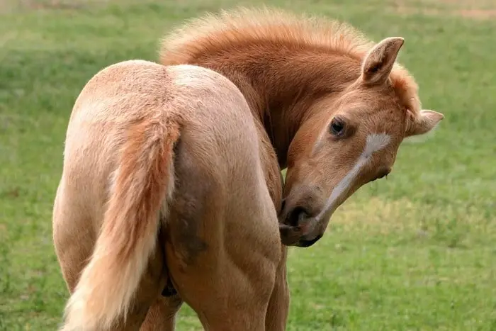 Coital Exanthema in Horses
