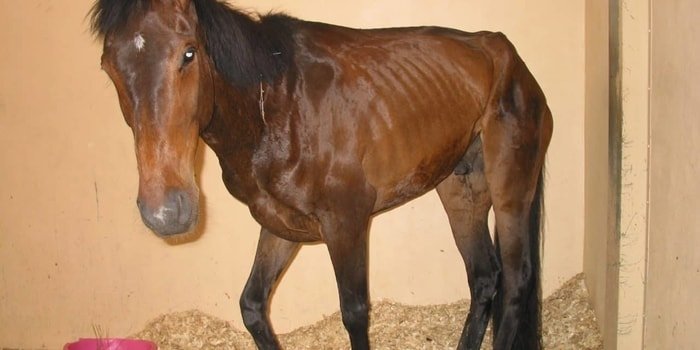 Colic in Horse