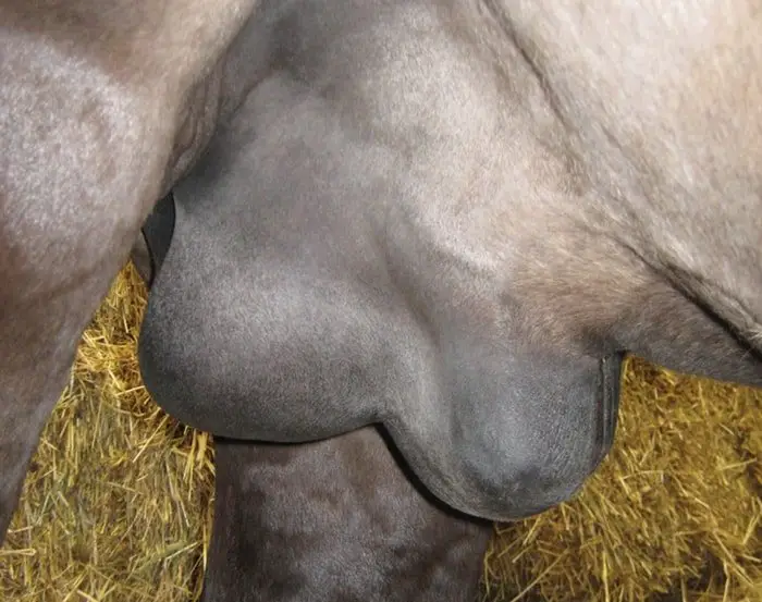 Edematous Swelling of Equine Viral Arteritis