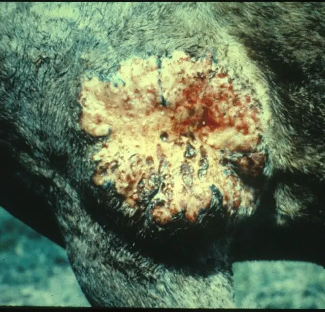 Equine Granuloma